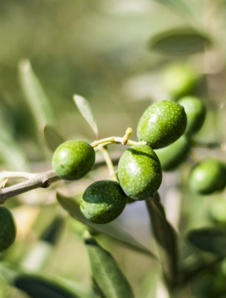 中国·太阳集团0638(股份)有限公司-官方网站